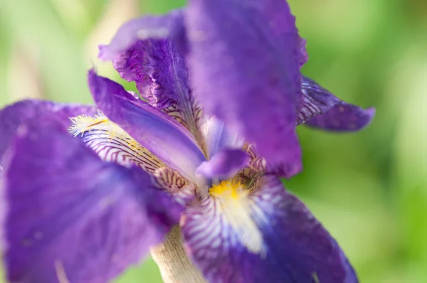 Iris çiçeği — Stok fotoğraf