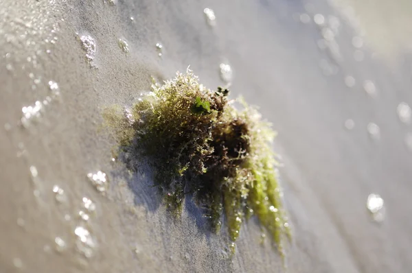 海滨的海藻 免版税图库照片