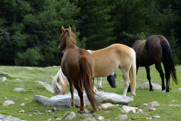 Wild horses Alps Dolomites — Stock Photo, Image