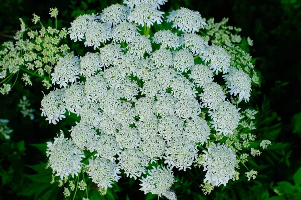 Hogweed Siberiano Piccoli Fiori Bianchi — Foto Stock