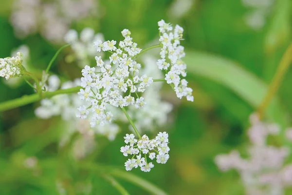 Маленькие Белые Цветы После Дождя Цветущие — стоковое фото