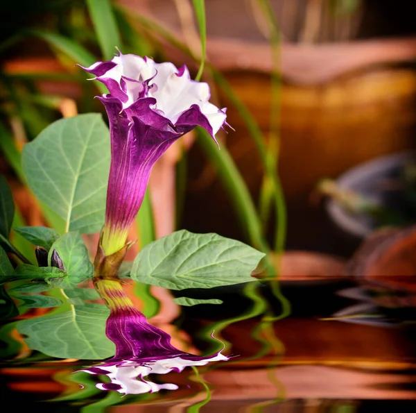 Hermosa Brugmansia Pers Flor Jardín Con Reflejo —  Fotos de Stock