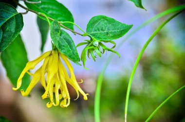 Ylang Ylang çiçeği bahçede çiçek açıyor