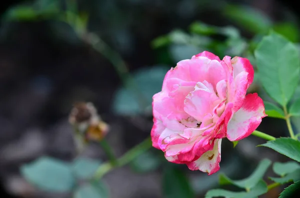 Beautiful Muti Colour Rose Garden — Stock Photo, Image