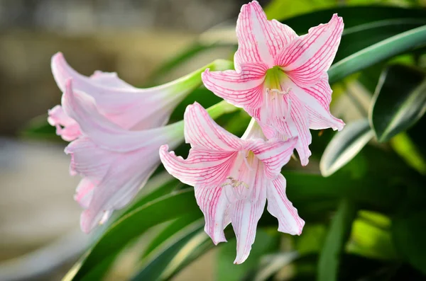 Bella Hippeastrum Johnsonii Fioritura Sepoltura Giardino — Foto Stock