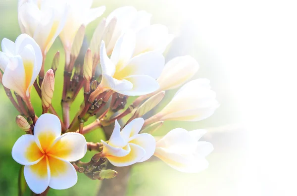Mooie plumeria bloem als zachte achtergrond — Stockfoto
