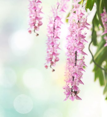 Tropikal orkide çiçek (Aerides multiflora Roxb) çiçek - çiçek 