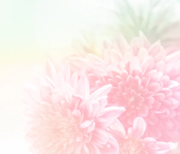 Beautiful soft flower background — Stock Photo, Image