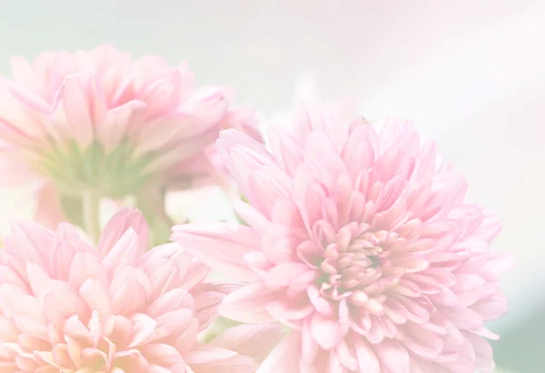 Mooie roze chrysant bloemen — Stockfoto