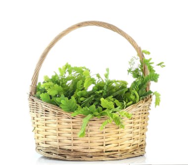 Basket of green tamarind leaves for Thai curry dish isolatedon white backgroung