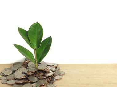 Finance And Investment Concept - Money growing - Plant grow from heap of coins against white