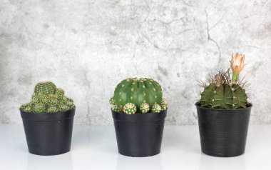 Three cactus arrange on white floor against cement background. Aloe and other succulents in black pot