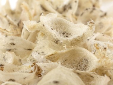 Grup uncook ve kirli kırlangıç yuva