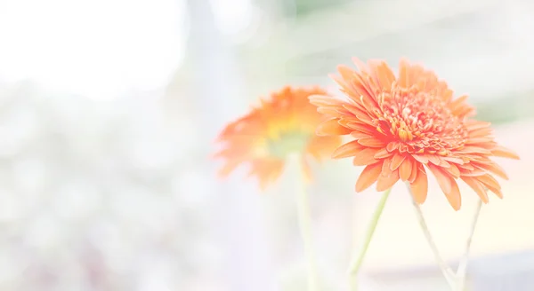 Bonito gerbera flor fundo — Fotografia de Stock