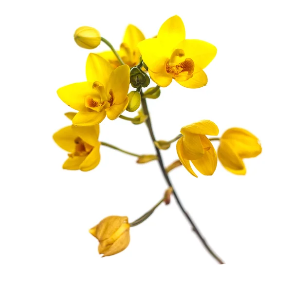 노란 지상 난초 꽃 흰색 절연 — 스톡 사진