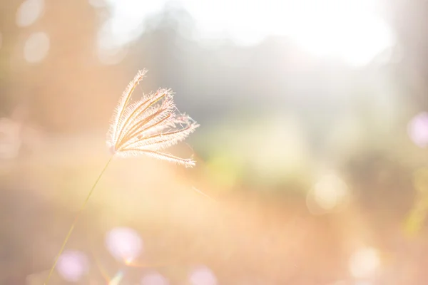Mañana la luz del sol y la hierba —  Fotos de Stock