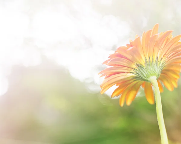 Bonito gerbera flor fundo — Fotografia de Stock