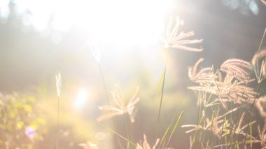 Sabah güneş ışığı ve çim