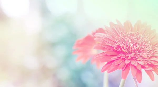 Bonito gerbera flor fundo — Fotografia de Stock