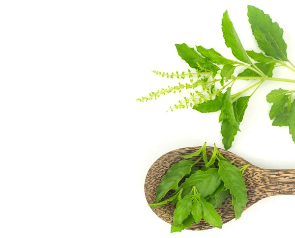 Top view - Fresh holy basil leaves on white — Stock Photo, Image