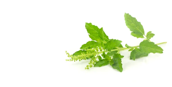 Fresh holy basil leaves on white — Stock Photo, Image