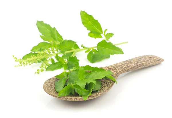 Fresh holy basil leaves on white — Stock Photo, Image