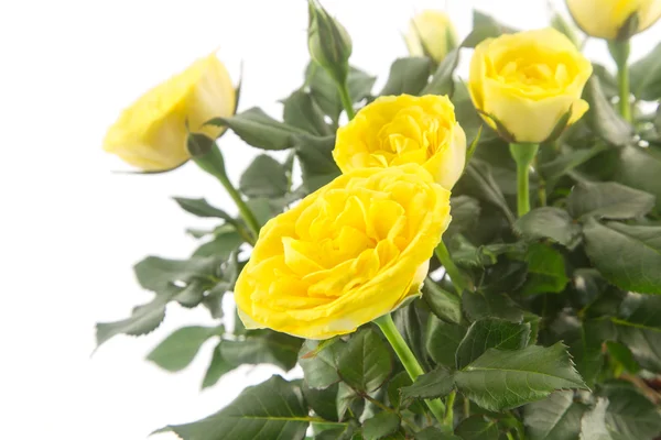 白に対して美しい黄色のバラ — ストック写真