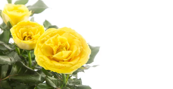 화이트에 대 한 아름 다운 노란색 장미 — 스톡 사진
