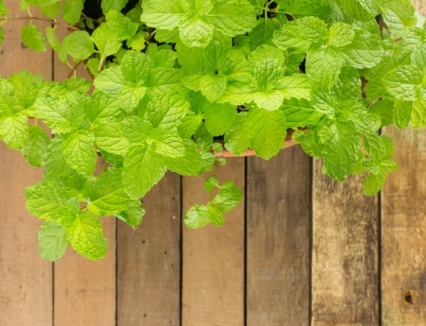 Top view of fresh kitchen mint - herbs plant — Stock Photo, Image