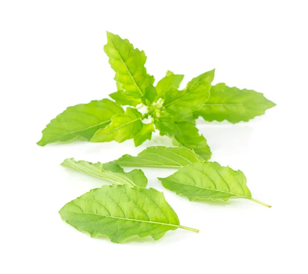 Fresh holy basil leaves on white — Stock Photo, Image