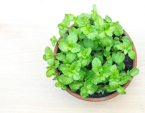 Top view of fresh kitchen mint plant in pot — Stock Photo, Image