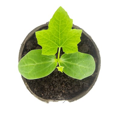 Beyaz izole küçük bitkinin Üstten Görünüm