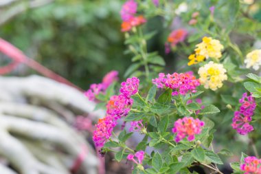 Güzel pembe, sarı, beyaz çiçek doğa arka plan