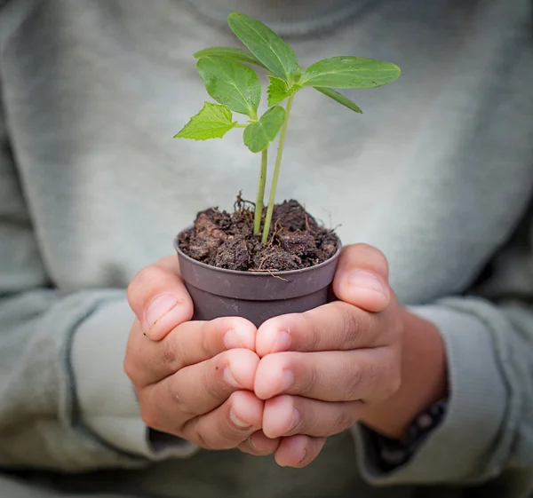 Joven niño manos asimiento olla de planta — Foto de Stock