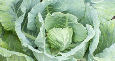 Taze longlived cabbag sebze