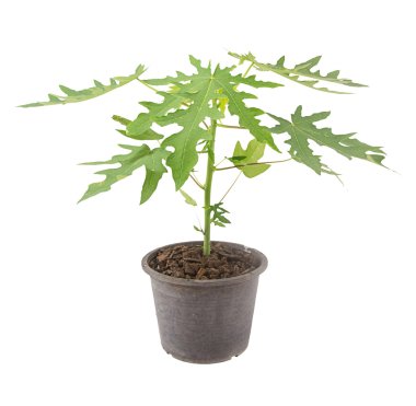 Papaya fide tencerede beyaz izole