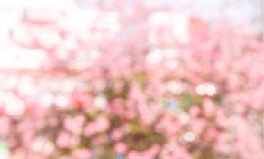 Pembe bokeh arka plan bulanıklık