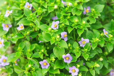 Small vilolet flower  -  Persian Violet clipart