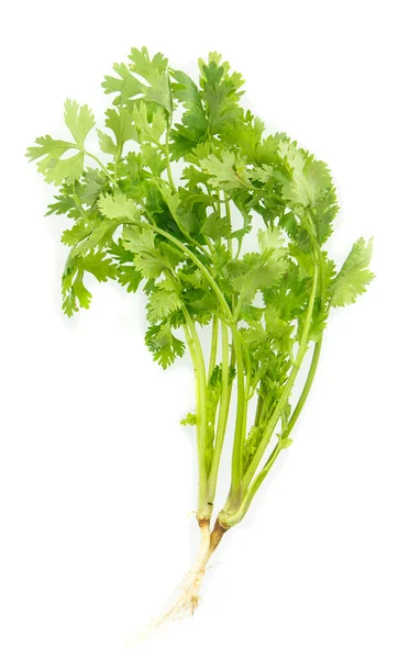 Fresh parsley on white — Stock Photo, Image