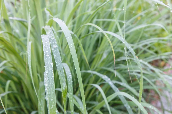 아침 풀밭의 방울과 함께 lemongrass 리프 — 스톡 사진
