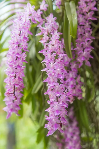 Tropisk orkidé (Aerides multiflora Roxb) bloom — Stockfoto