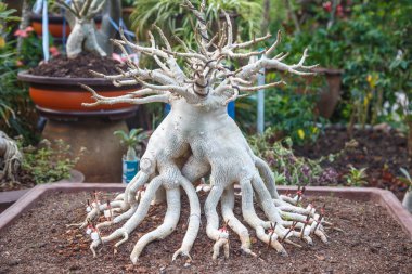 Adenium socotranum Bahçe