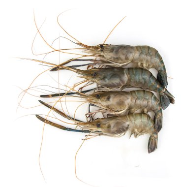 Beyaz arkaplanda karides