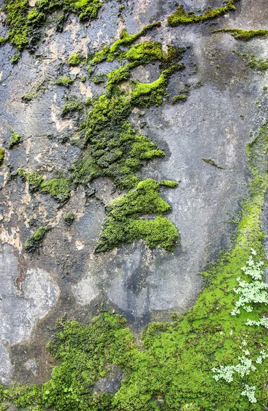 Musgo verde sobre roca. Musgo marino. Musgo oceánico Fotografía de stock -  Alamy