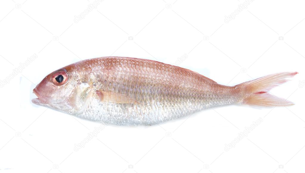 Edible sea fish  isolated on white