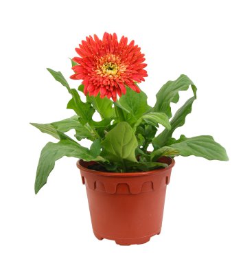 beyaz zemin üzerine tencerede gerbera çiçek