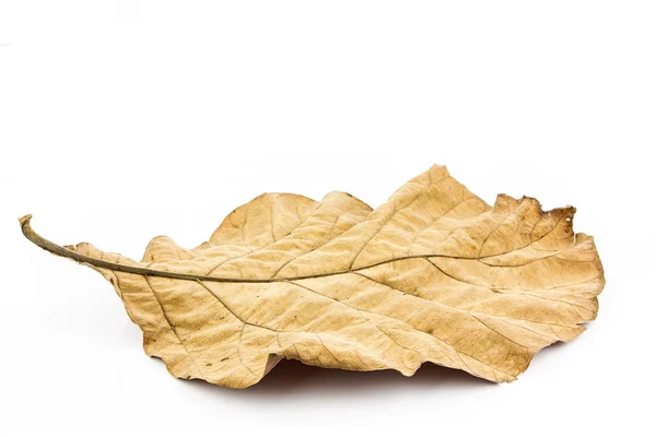 Dry leaf on white background — Stock Photo, Image