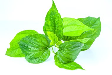 Piper sarmentosum Roxb