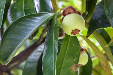 Mangoteen ağaç üzerinde