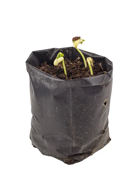 Planta creciendo en blanco — Foto de Stock